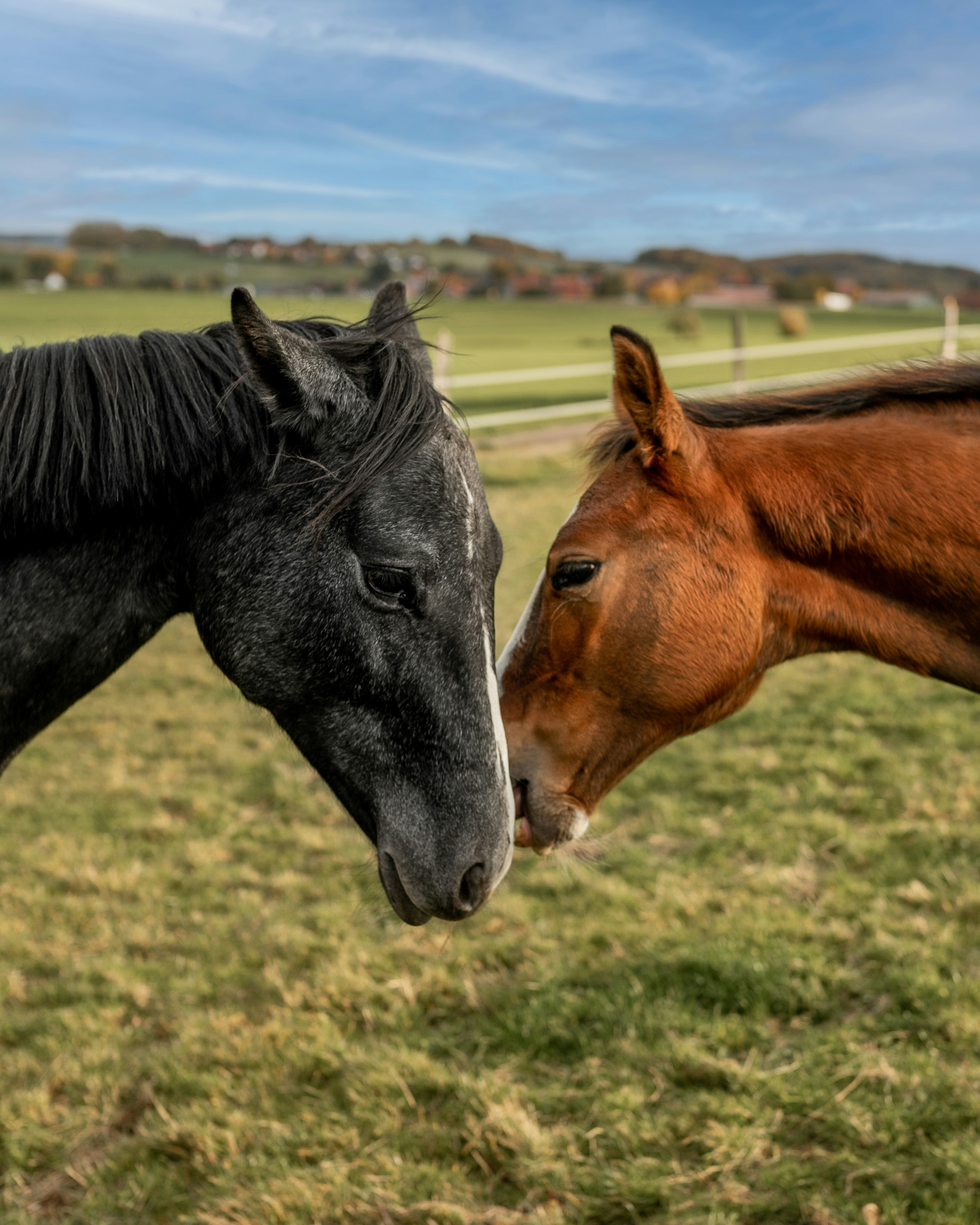 black and brown horses on green grass field during daytime